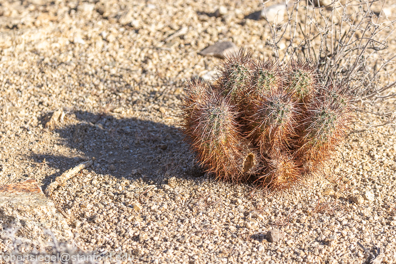 Joshua Tree